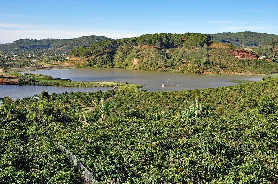 Coffee plantation in the Central Highlands of Vietnam